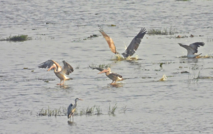 Đàn bồ nông chân xám bơi lội, kiếm ăn tại Vườn quốc gia Tràm Chim. Ảnh: Hồ Phú Quý