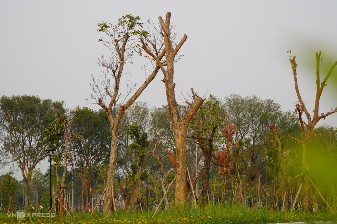 Hàng loạt cây vú sữa, nhãn, hoa ban... đã chết khô tại công viên Hội An. Ảnh: Lê Hoàng