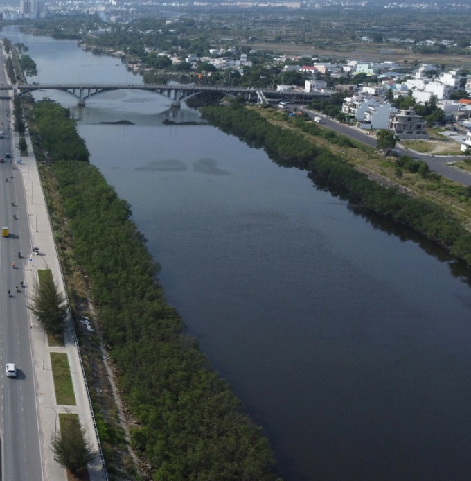 Hàng đước mọc sát kè ăn ra bờ sông. Ảnh: Bùi Toàn