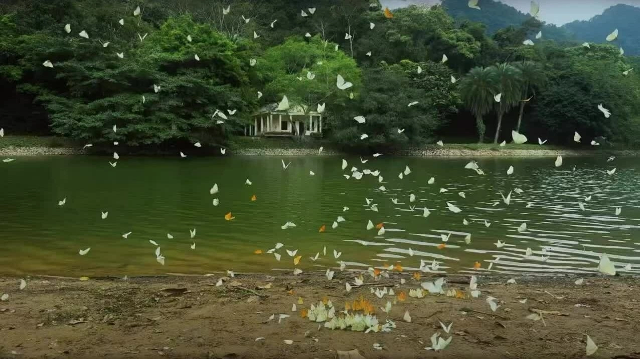 Khung cảnh rừng Cúc Phương mùa bướm