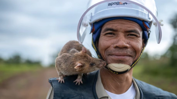 Chuột Magawa và người huấn luyện trong một lần làm nhiệm vụ. Ảnh: Apopo