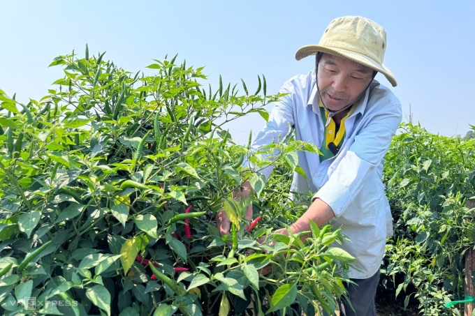 Ông Nguyễn Văn Anh, thu hoạch ớt bên cánh đồng xã An Phú. Ảnh: Phạm Linh